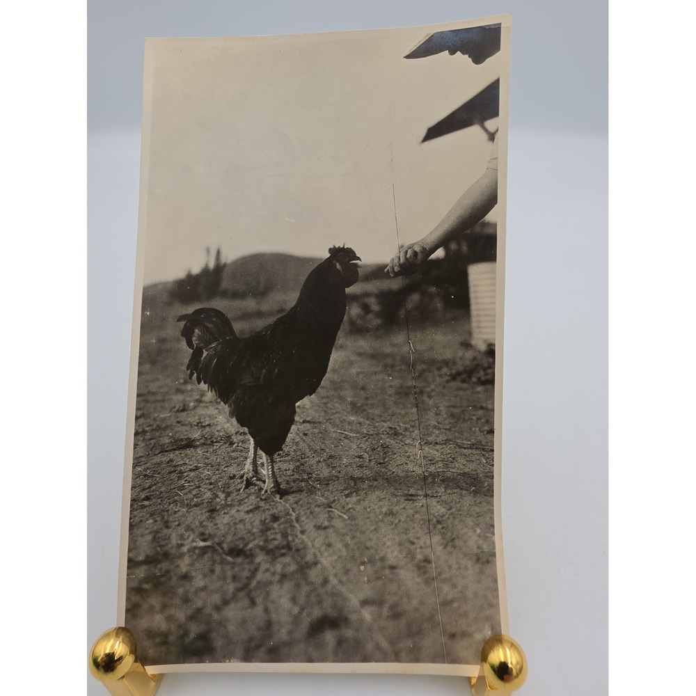 Vintage Black And White Rooster Photo "Big Fella"